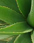 Aloe Vera Gel | कोरफड जेल